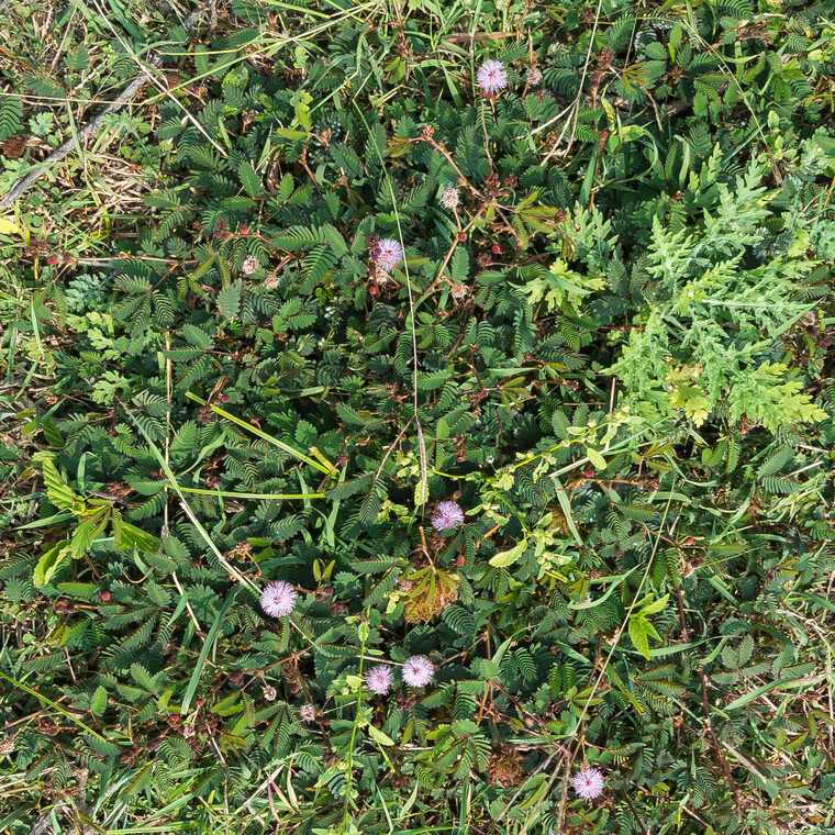 India 2014 - Hampi 019.jpg